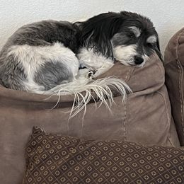 Ava - Havanese