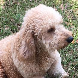 Ruby - Goldendoodle