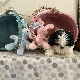 Shih Tzu Puppies from Little Lions West
