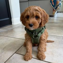 Wilson - Red  male Goldendoodle puppy in Wharton, Texas from Little Fur Friends