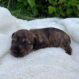 Cream brindle - Brindle female Dachshund puppy in Shelley, Idaho from Journey’s End Dachshunds