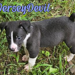 Jersey Devil (JD) - Black and white male Rat Terrier puppy in Lynn, Alabama from Cryptic Rat Terriers