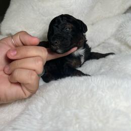 AKC Walnut - Male - Clear - Phantom male Poodle puppy in Tampa, Florida from The Sweet Life of a Toy Poodle