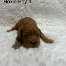 Boy 4 - Parti male Goldendoodle puppy in Wever, Iowa from JK Royal Lines