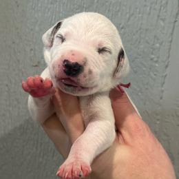 Twix - White and black female Dalmatian puppy in Austin, Texas from Dazzling Dalz