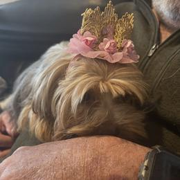 Sparkles - Black and tan female Yorkshire Terrier puppy in West Warwick, Rhode Island from Robyn’s Nest