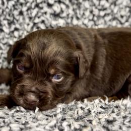 Cornbread - Red tri male Miniature Australian Shepherd puppy in Michie, Tennessee from Acton Aussies