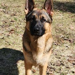 Max - German Shepherd