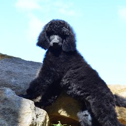 Poodle Puppies from D and D Standard Poodles