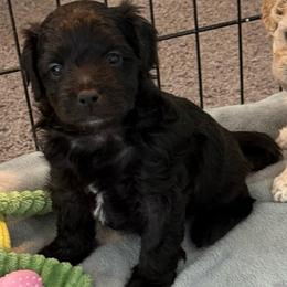 Sparrow - Black male Maltipoo puppy in Colonial Beach, Virginia from BeachRidge Pups