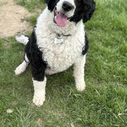 Jenny - Portuguese Water Dog