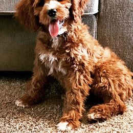 Cavapoo Puppies from Cedar Sprout Puppies