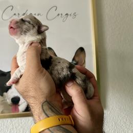 Ace - Blue merle and white male Cardigan Welsh Corgi puppy in San Antonio, Texas from White Paws Cardigan Corgis