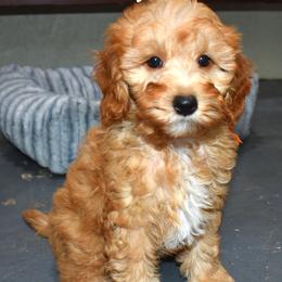 Ned - Apricot male Goldendoodle puppy in Jasper, Indiana from Hilltop Pups LLC