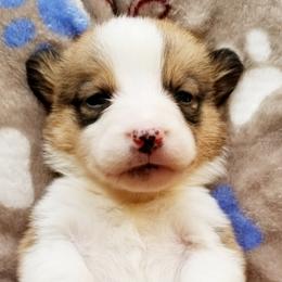 American Corgi and Pembroke Welsh Corgi Puppies from Whimsical Treasure Corgis