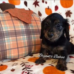 LT boy 1 - Black male Dachshund puppy in Girard, Illinois from Bryant's Babies