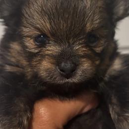 Chiffon - Wolf sable female Pomeranian puppy in Eastover, North Carolina from Tea-Cake Pomeranians of The Carolinas