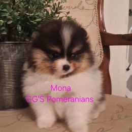 Mona - Black parti female Pomeranian puppy in Oologah, Oklahoma from GG's Pomeranians