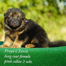 Zorro and Freya female - Black and red female German Shepherd puppy in Chrisney, Indiana from Indiana German Shepherds
