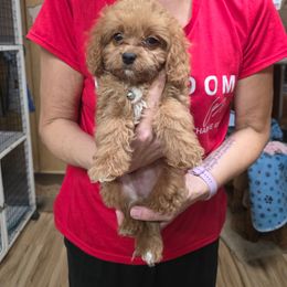 White collar - Red male Cavapoo puppy in Gresham, Oregon from Paisley Cavapoos