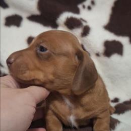 Tito - Red male Dachshund puppy in Surprise, Arizona from Co-Co's Doxies