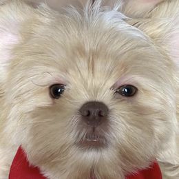 Shih Tzus from The Shih Tzu Queen