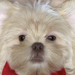 Shih Tzus from The Shih Tzu Queen