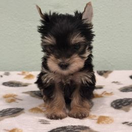 Nova - Black and gold male Yorkshire Terrier puppy in Los Angeles, California from 818 Yorkies