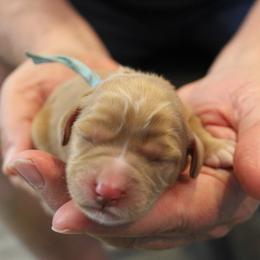 Sky blue Chinook - female Australian Labradoodle puppy in Provo, Utah from EllsWORTH Labradoodles LLC