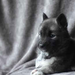 Siberian Husky Puppies from Cascade Siberians