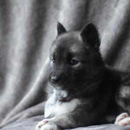 Siberian Husky Puppies from Cascade Siberians