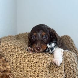 Tank - Piebald male Dachshund puppy in North Fort Myers, Florida from Trust Fund Devil Kennel