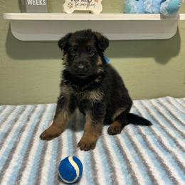 Diesel - Black and tan male German Shepherd puppy in Stanardsville, Virginia from Majestic K9 LLC