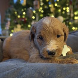Boy 2- silver - Apricot male Goldendoodle puppy in Mattawan, Michigan from Doodifuldoods
