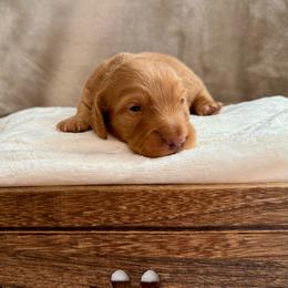Boy 1 - Red male Dachshund puppy in Franklin, Tennessee from Wendy's Weenies
