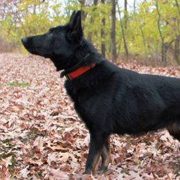 Annja Vom Haus Tatum - German Shepherd