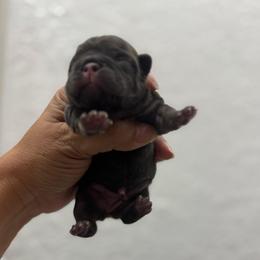 Poppy - Tricolors female French Bulldog puppy in Porter, Texas from Whatabulldog