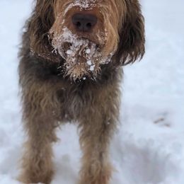 Otterhound All Grown Up from WrightWay Otterhounds