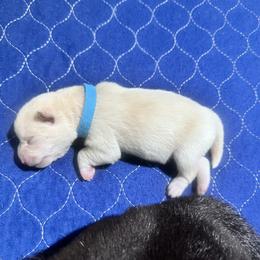 Sora - Cream male Shiba Inu puppy in Inverness, Florida from Shore Thing Shiba’s