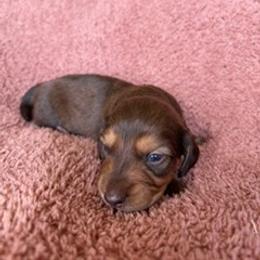 Goose - Chocolate and tan male Dachshund puppy in Hillsdale, Michigan from Chappell Stables