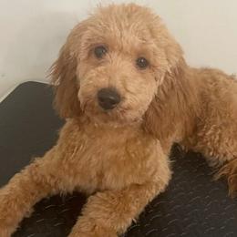 Tully - Poodle