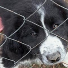 Karakachans from Bloomin' Acres