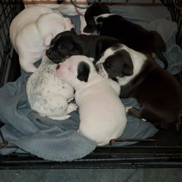 American Bully Puppies from Dark Water Bullies