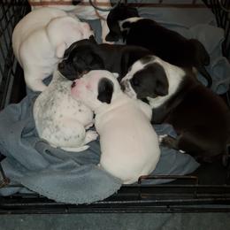 American Bully Puppies from Dark Water Bullies