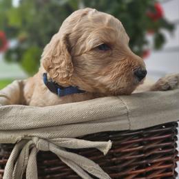 Boy 2 - male Poodle puppy in Columbia, South Carolina from Tommy Jones
