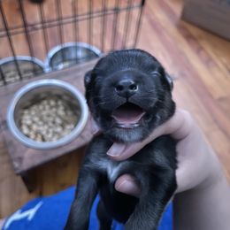 Pomsky Puppies from Urban Sky Kennel