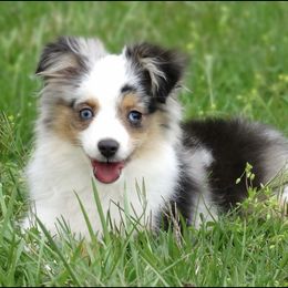 Mighty - Toy Australian Shepherd