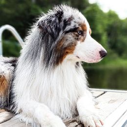 Jack - Australian Shepherd