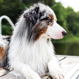 Jack - Australian Shepherd