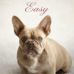 Easy - French Bulldog